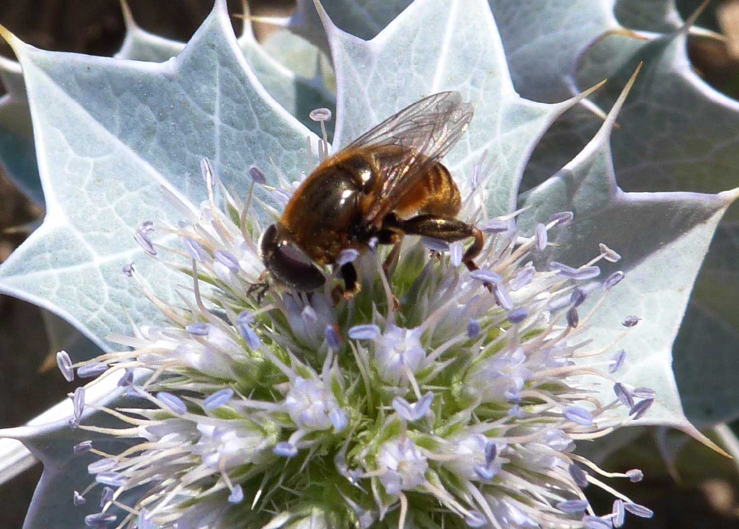 Merodon?